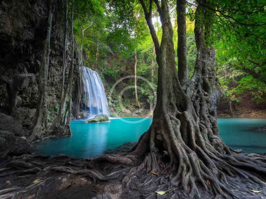 A tree with roots and water in the middle of it