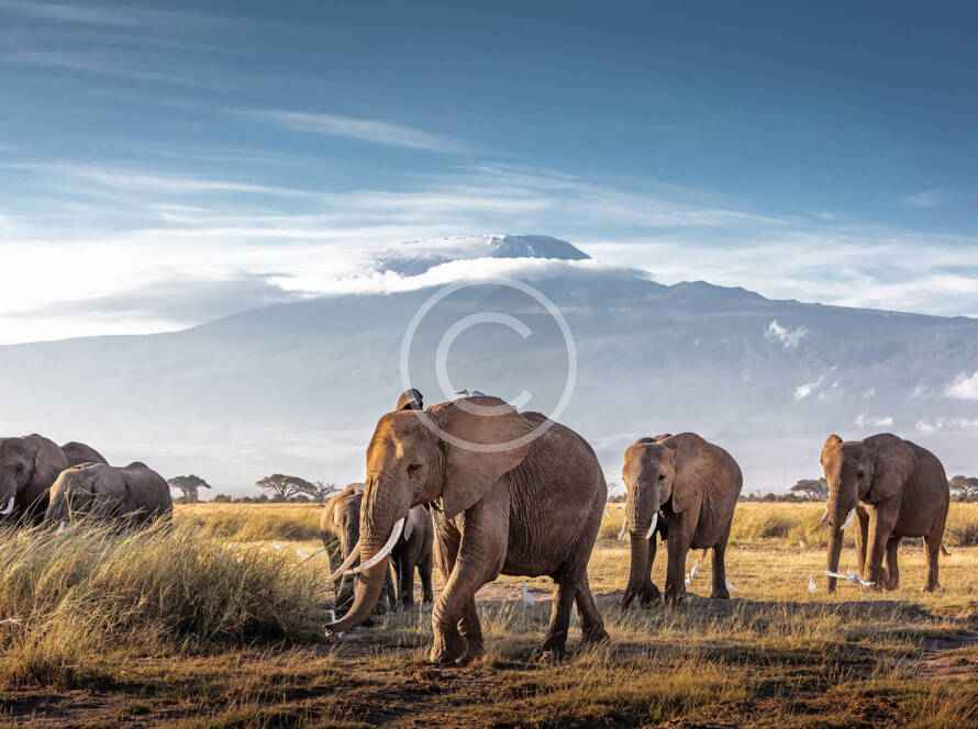 A herd of elephants grazing on grass in the wild.