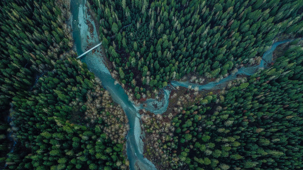 A river running through the middle of a forest.